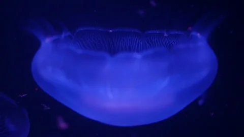 Abstract jellyfish floating underwater Stock Footage 328472199