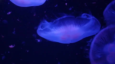 Abstract jellyfish floating underwater Stock Footage 328472238