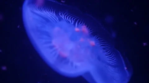 Abstract jellyfish floating underwater Stock Footage 328472245