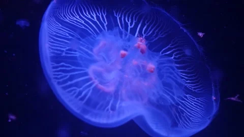 Abstract jellyfish floating underwater Stock Footage 328472257