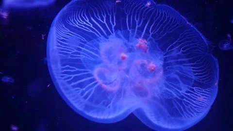 Abstract jellyfish floating underwater Stock Footage 328472258