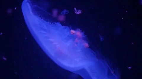 Abstract jellyfish floating underwater Stock Footage 328472306