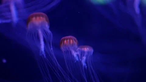 Abstract jellyfish floating underwater Stock Footage 328472322