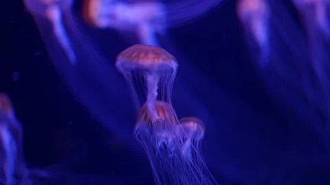 Abstract jellyfish floating underwater Stock Footage 328472324