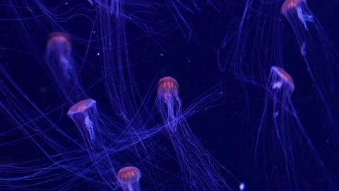 Abstract jellyfish floating underwater Stock Footage 328472329