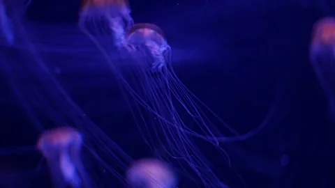 Abstract jellyfish floating underwater Stock Footage 328472332