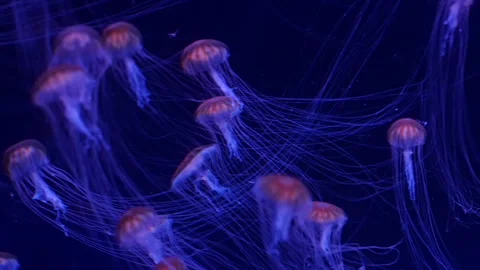 Abstract jellyfish floating underwater Stock Footage 328472333