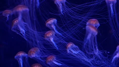 Abstract jellyfish floating underwater Stock Footage 328472339
