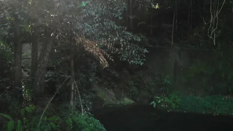 Abstract Jungle Video stock 113734185