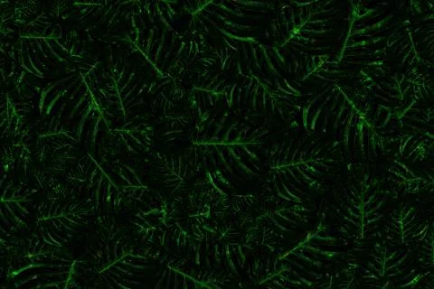 Abstract jungle leaves pattern Stock Illustration