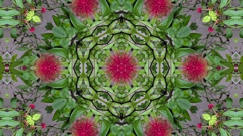 An abstract kaleidoscopic pattern featuring the vibrant red of rambutan fru.. Stock Footage 305218269