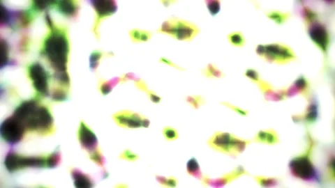 Abstract Kaleidoscopic Pattern with Organic Shapes and Vibrant Colors. Stock Footage 334493830