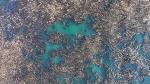 Abstract kelp bed swaying back and forth from an aerial viewpoint Stock Footage 337286987