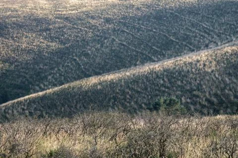 Abstract landscape formed by patterns among the dry vegetation Foto stock