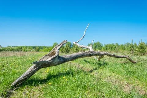 Abstract landscape. Stock Photos
