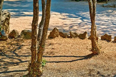 Abstract landscape of tree trunks Foto stock