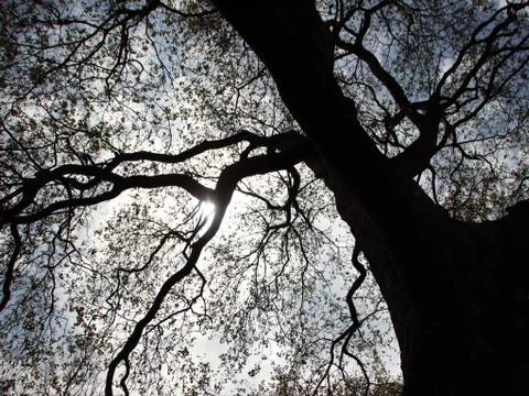 Abstract of Large Tree in Back of Light Foto stock