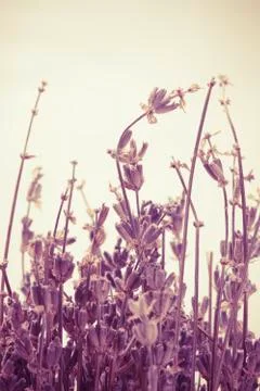 Abstract lavender Stock Photos