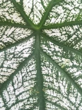 Abstract of a leaf - 02 Stock Photos