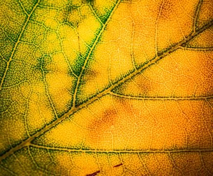 Abstract leaf background Stock Photos