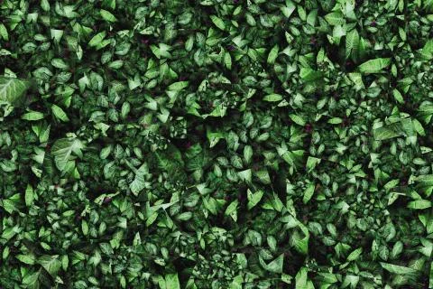 Abstract leaf background tropical Stock Illustration