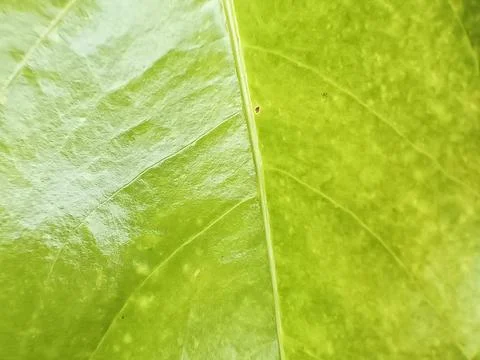 "Abstract leaf backgrounds" background green Stock Photos