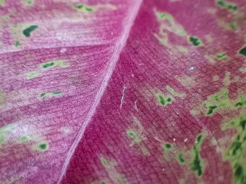 "Abstract leaf backgrounds" background purple Stock Photos