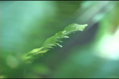 Abstract Leaf Blows In The Gentle Breeze 스톡 동영상 516538