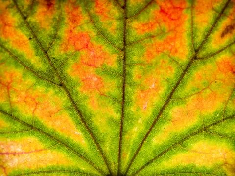 Abstract leaf closeup Stock Photos