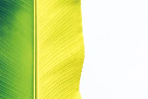 Abstract Leaf green background .Texture background of backlight fresh green L Foto stock