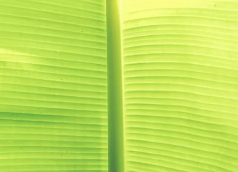 Abstract Leaf green background .Texture background of backlight fresh green.. 写真素材