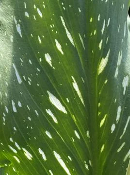 Abstract Leaf Macro2 Stock Photos