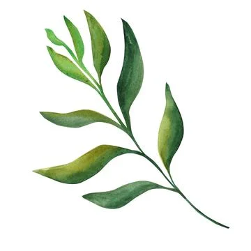 Abstract leaf. mythical leaf on a white background. Elements for your design 스톡 일러스트