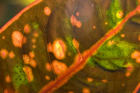 Abstract Leaf Pattern Foto stock