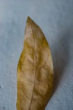 Abstract of leaf. Foto stock