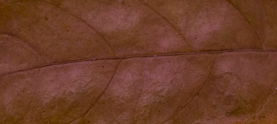 Abstract of leaf. Stock Photos