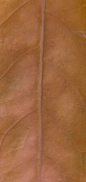 Abstract of leaf. Stock-Fotos