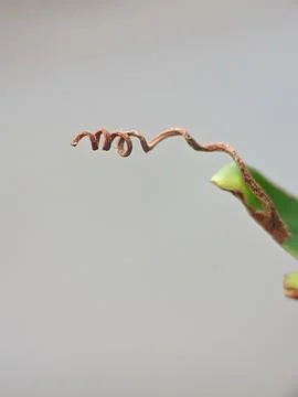 Abstract leaf  Stock Photos