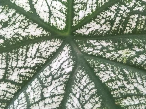 Abstract of a leaf Stock Photos