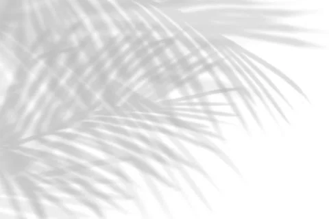 Abstract leaf shadow and light blurred background. Natural leaves tree bran.. Foto stock