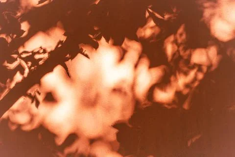 Abstract leaf shadow pattern on terracotta colored wall Stock Photos