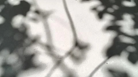 Abstract leaf shadows on a textured white wall surface for minimalist background 스톡 사진