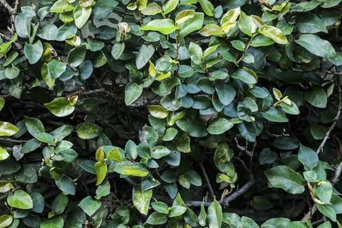 Abstract leaf texture background Stock Photos