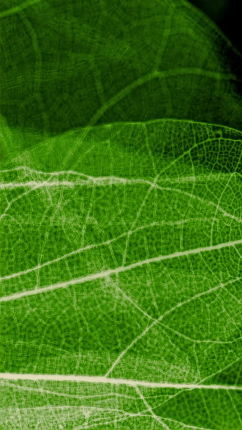 Abstract leaf texture with glowing veins Stock Footage 345004892