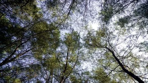 Abstract leaf texture Stock Photos