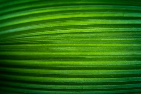 Abstract leaf texture Stock Photos
