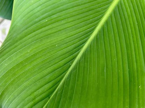 Abstract Leaf Texture With Symmetrical Veins Stock Photos