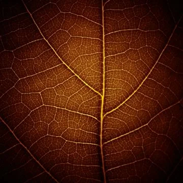 Abstract leaf vein texture Stock Photos