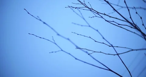 Abstract leafless tree branches on dark sky background. Stock Footage 84348378