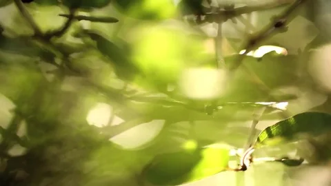 Abstract Leafs and Forest - Warm, Soft Feeling Vídeos de archivo 83255441